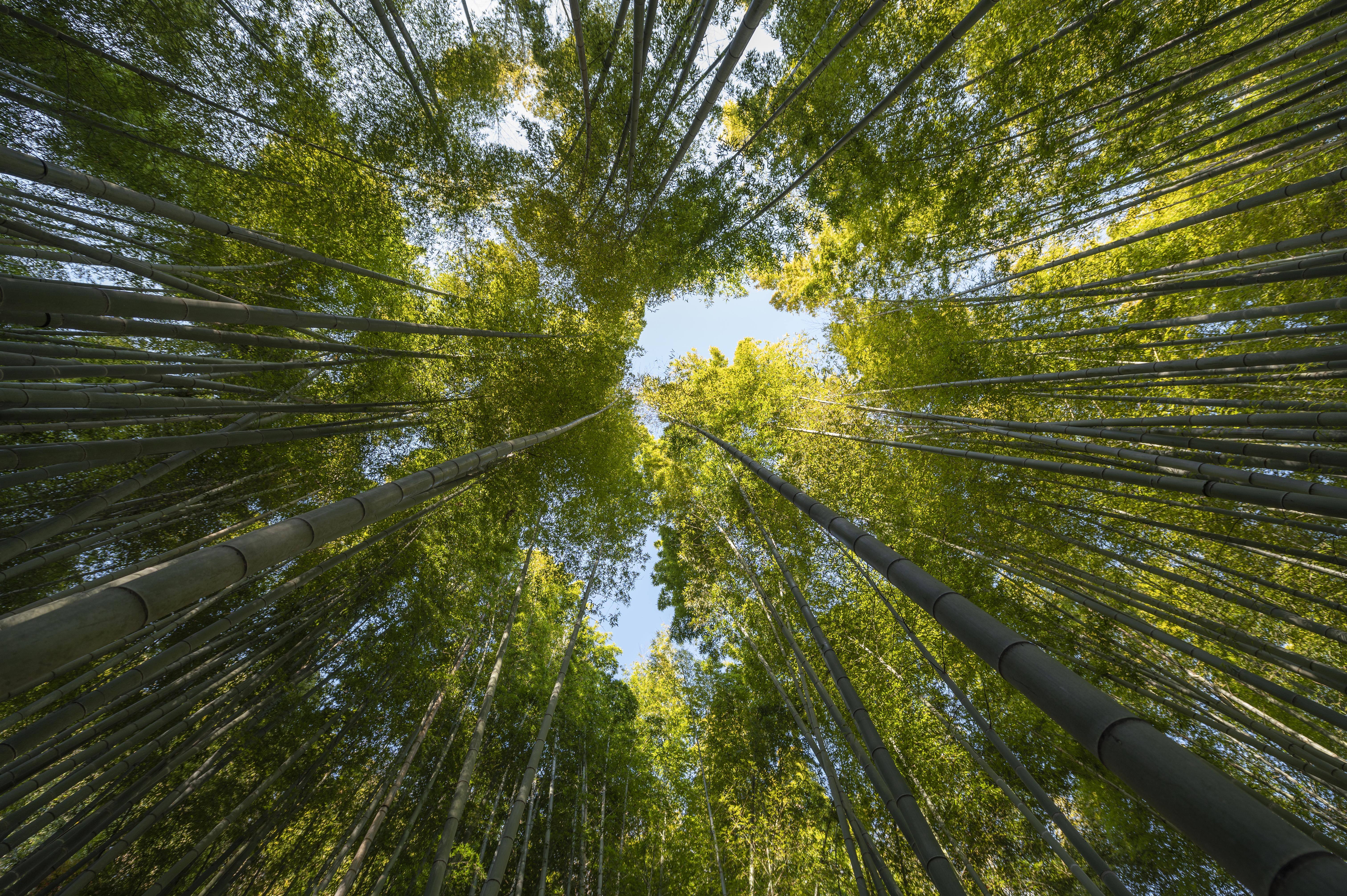 O Coração da Sustentabilidade: Colocar as Pessoas no Centro da Revolução Verde